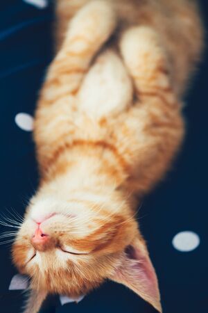 Cute little red kitten sleeps on womans laps and is enjoyng lifeの写真素材