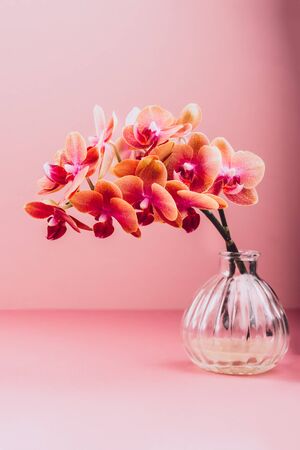 Orange Phalaenopsis Orchid Plant or Moth Orchid in Vase on Pink Backgroundの写真素材