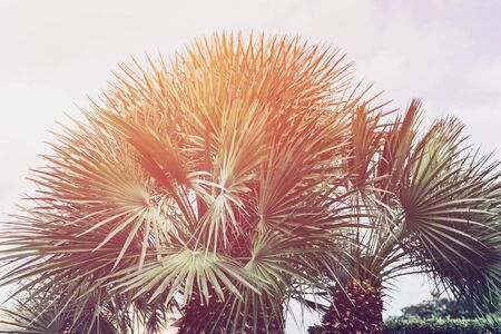 Summer holidays concept with palm trees, sun leak, , holiday backgroundの写真素材