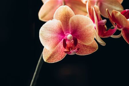 Orange Phalaenopsis Orchid Plant or Moth Orchid on Black Backgroundの写真素材