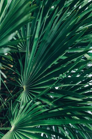 Summer holidays concept with palm trees, holiday background