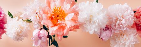 Abundance of Peonies, Fresh bunch of flowers organised by one in line on pinkish background. Card Concept, shoot from above, flat lay, banner sizeの写真素材