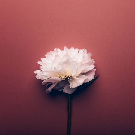 Amazingly beautiful white Peony on dusty rose background. Card Concept, copy space for textの写真素材