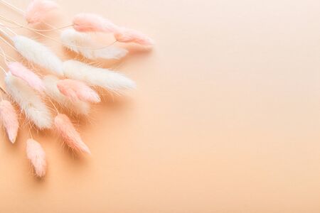 Home Decor from Rabbit Tail Grass Dried Flowers Bouquet, flat lay, copy spaceの写真素材