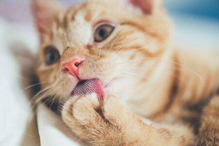 Close up of cute little red kitten, while its licking its pawの写真素材