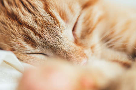 Close up of cute little ginger kitten, who sleeps on beige sofa in the living roow, its paws on the foreground and shallow DOFの写真素材