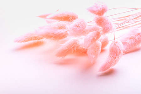 Home Decor from Rabbit Tail Grass Dried Flowers Bouquet, flat lay, copy spaceの写真素材