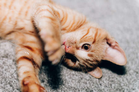 Cute little red kitten is playing on the carpet floorの写真素材