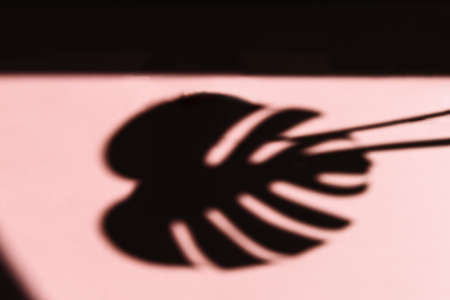 Monstera leaf shadow on pink background. Minimal summer concept with strong shadows of tropical...