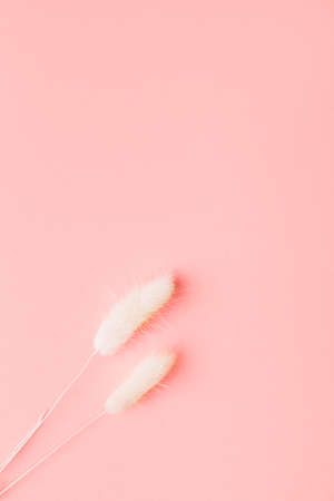 Home Decor from Rabbit Tail Grass Dried Flowers Bouquet, flat lay, copy spaceの写真素材