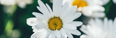 Beautiful white camomiles daisy flowers in garden or fields, banner sizeの写真素材