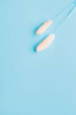 Home Decor from Rabbit Tail Grass Dried Flowers Bouquet, flat lay, copy spaceの写真素材