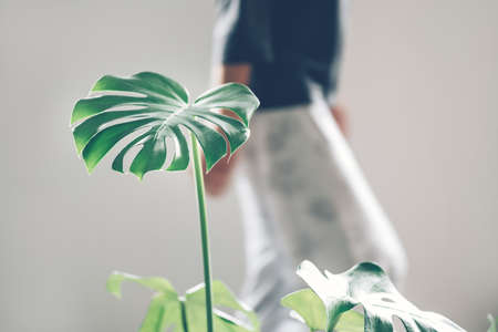 Real monstera leaves, indoor houseplant near grey wall and young woman in her pyjamas at the backgroundの写真素材