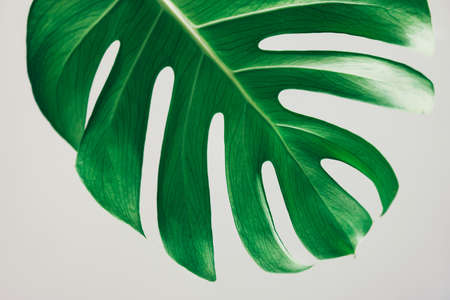 Close up of Real monstera leaves shot from underの写真素材