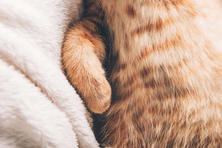 Close up of paws of cute little ginger kitten which sleeps on its back on white soft blanketの写真素材
