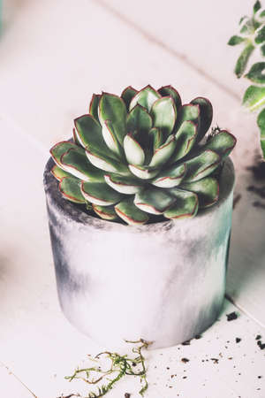 Planting succulent plant in the new marbled color planter, turquoise blue or green mint color, the process of creation of the indoor gardenの写真素材