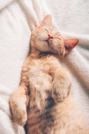 Cute little ginger kitten sleeps on its back on white soft blanket
