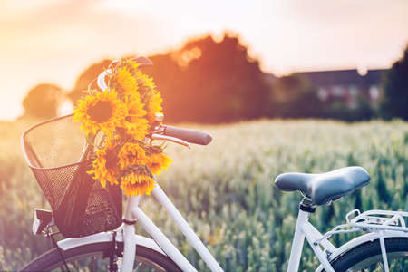 Vintage framed bicycle with sunflowers in basket standing in the fieldの写真素材