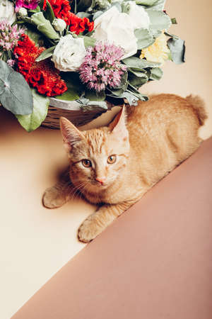 Cute little ginger kitten lays near flowers on dusty pink backgroundの写真素材