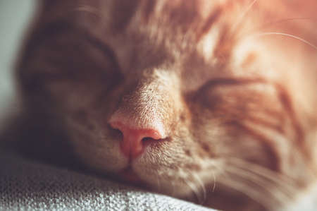 Cute little ginger kitten sleeps on the sofa withの写真素材