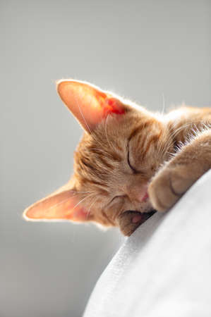 Cute little ginger kitten sleeps on the sofa withの写真素材