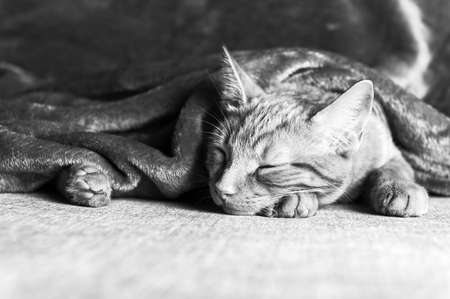 Cute little ginger kitten sleeps on the sofa under grey soft blanket, black and white photoの写真素材