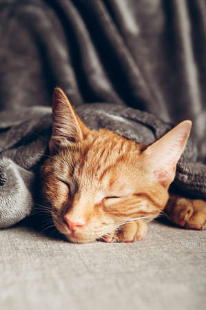 Cute little ginger kitten sleeps on the sofa under grey soft blanketの写真素材