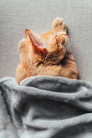 Cute little ginger kitten sleeps on the sofa under grey soft blanket