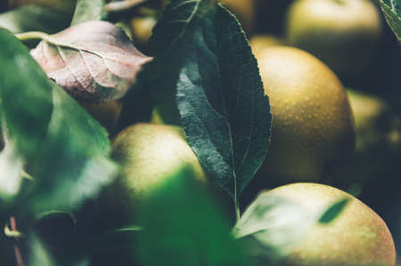 Freshly Picked Juicy Ripe Yellow Apples with leaves, organic and homegrown autumn harvest from gardenの写真素材