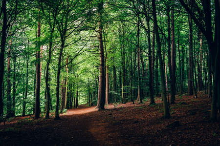 Curve Path at the Dark forest during summer, background image