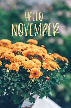 Hello November text with bouquet of orange chrysanthemum flowers in pot in garden on backgroundの写真素材