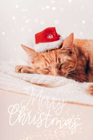 Merry Christmas text. Cute little ginger kitten sleeps on the sofa with xmas hat on, Christmas or New Year postcardの写真素材