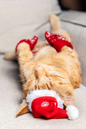 Cute little ginger kitten sleeps on the sofa on its back with xmas hat on and red mittens with snowflakes, Christmas or New Year postcardの写真素材