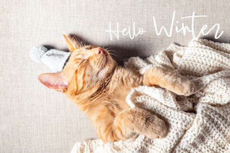 Hello Winter text. Cute little ginger kitten sleeps with woolen knitted tiny hat on. Cat sleeps on its back on the sofa under knitted white blanket. Winter, Christmas or New Year postcardの写真素材
