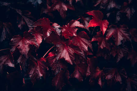 Bright red leaves of wild grapes or ivy leaves on brick wall. Fall season, autumn background conceptの写真素材