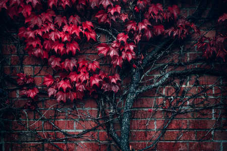 Bright red leaves of wild grapes or ivy leaves on brick wall. Fall season, autumn background conceptの写真素材