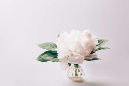 Amazingly beautiful white Peony in iny vase on light background. Card Concept, copy space for textの写真素材