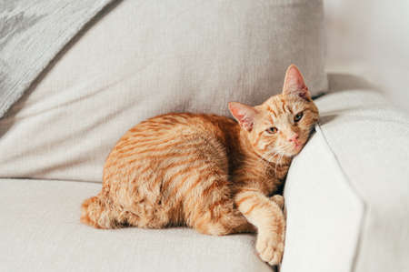 Cute little ginger kitten lays on the sofa in funny poseの写真素材