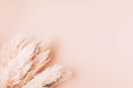 Reed Plume Stem, Dried Pampas Grass, Decorative Feather Flower Arrangement for Home, Beach Theme, New Trendy Home Decor, copy spaceの写真素材