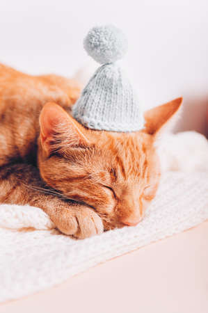 Cute little ginger cat sleeps on the sofa with xmas santa hat on, Christmas or New Year postcardの写真素材