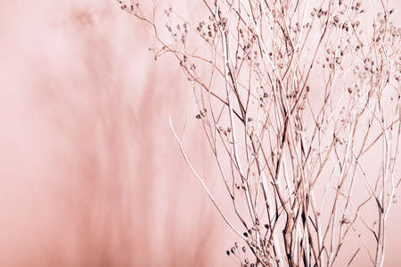 Home interior floral decor from natural dry flowers or twigs. Strong shadows on pink backgroundの写真素材