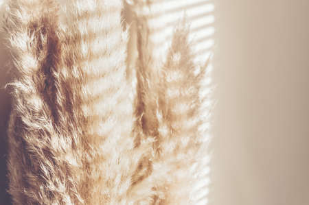 Reed Plume Stem, Dried Pampas Grass, Decorative Feather Flower Arrangement for Home, Beach Theme, New Trendy Home Decor, Summer direct light with strong shadowsの写真素材