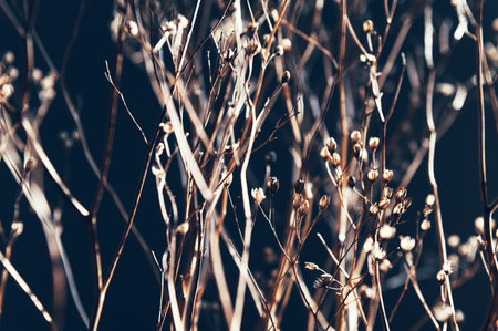 Home interior floral decor from natural dry flowers or twigs with strong sun light