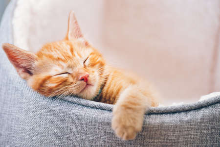 Cute little ginger kitten in the collar sleeps on white soft cat beddingの写真素材