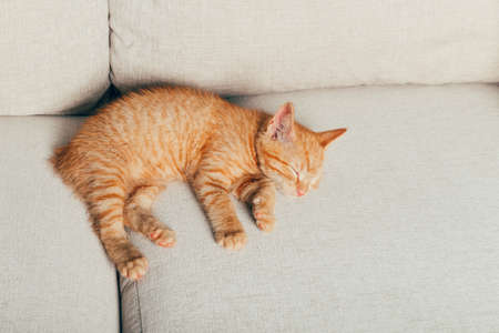 Cute little ginger kitten sleeps on the sofa in living room