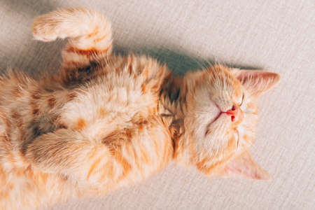 Cute little ginger kitten sleeps on its back on the sofa in living room