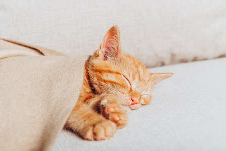 Cute little ginger kitten sleeps on the sofa in living roomの写真素材