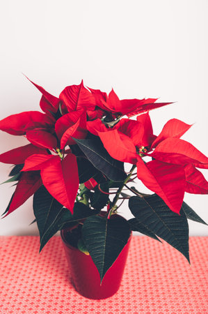 Christmas Poinsettia in ceramic pot. Christmas traditional red flower on white wall backgroundの写真素材