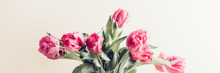 Beautiful Bunch of Peony Style Tulips in a Vase on the dusty pink background, spring holiday concept, copy space, banner sizeの写真素材