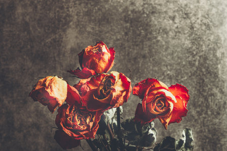 Dried orange roses. Bunch of beautiful faded flowers through the glass with rain drops. Sad love concept. Copy space, grey backgroundの写真素材